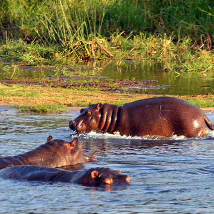 hippo.jpg (276 KB)